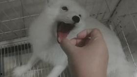 黑料吃瓜网apk普通安装 